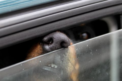 Hunde leiden in Hitze-Auto – Retter schlagen Scheibe ein