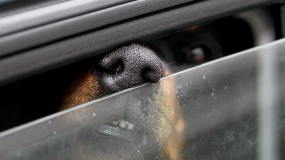 Hunde leiden in Hitze-Auto – Retter schlagen Scheibe ein