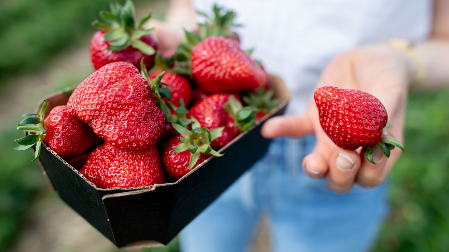 Obstbau: AI ile Çilek Toplama: Hasat Robotu Şirketleri rahatlatmalı