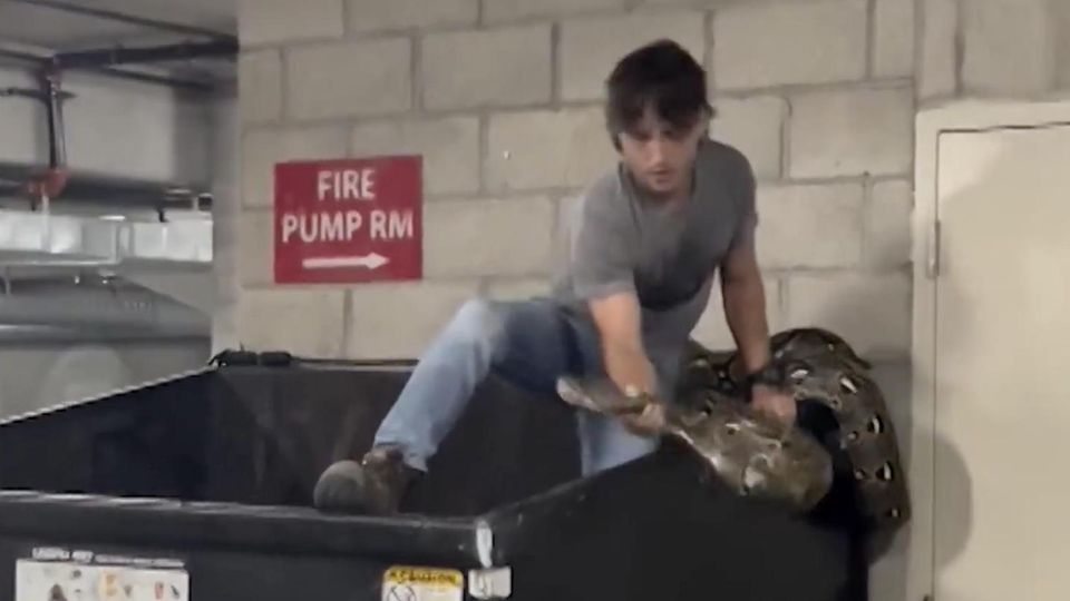 Reptilienjäger zieht Python aus Müllcontainer