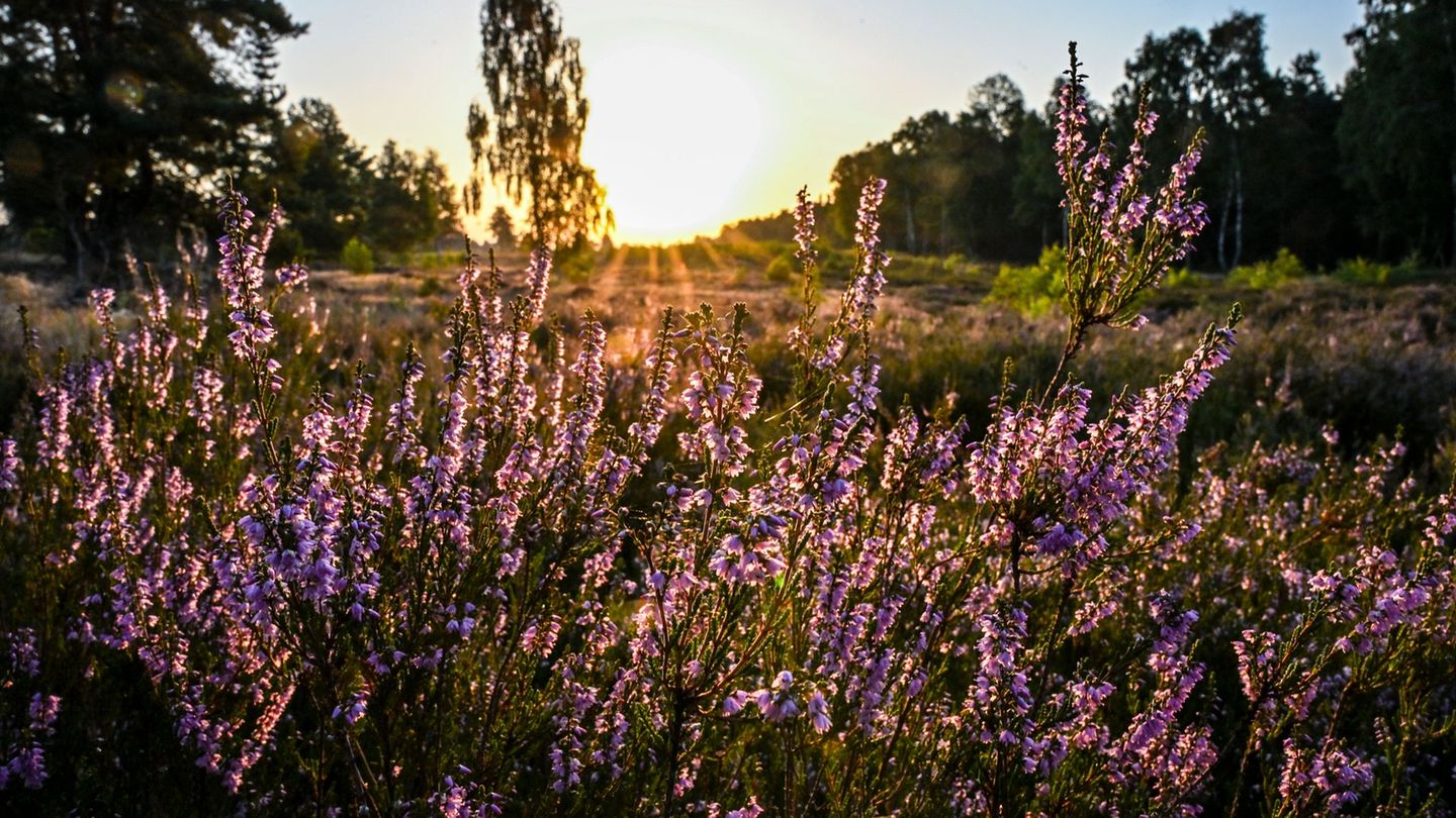 Heide-Safari-F-hrung-im-Bl-tenmeer-in-der-Kyritz-Ruppiner-Heide