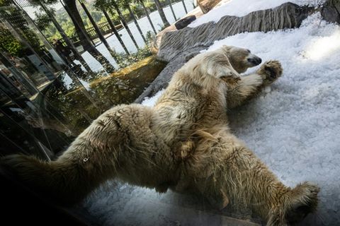 Kein Eisbär-Wetter