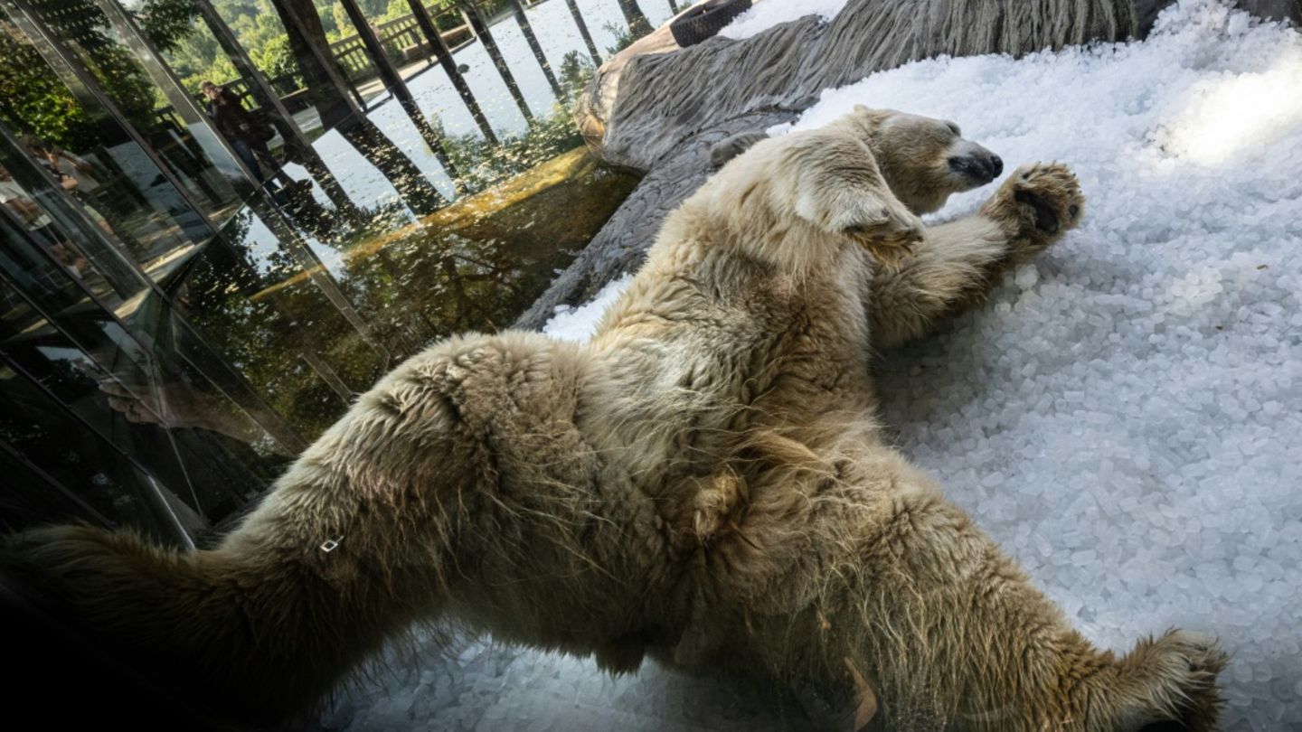 Kein Eisbär-Wetter