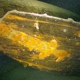 Heck eines Lastsegelschiffs am Grund des Bodensees