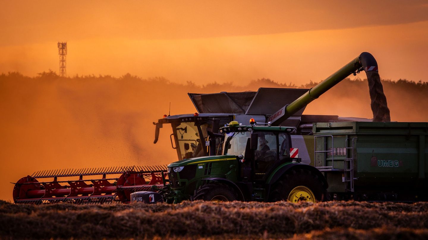 Agriculture: clearly growth in grain harvests