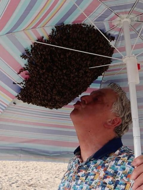 4000 Bienen haben sich unter dem bunten Sonnenschirm eingenistet, der Imker deutet einen Kuss an.