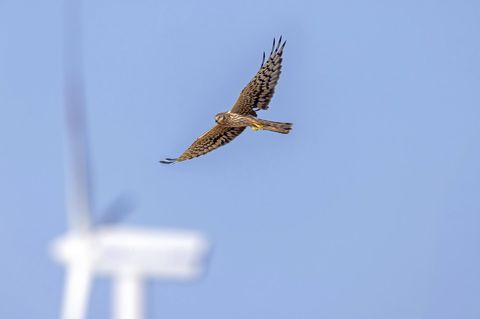 Eine Wiesenweihe fliegt am blauen Himmel der Nähe von Windrädern