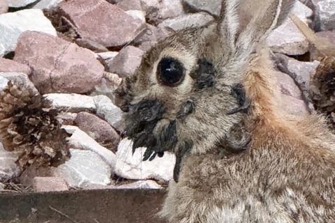 Ein Kaninchen hat um die Schnauze und im Kopbereich schwarze Stellen, die wie Tentakeln aussehen.