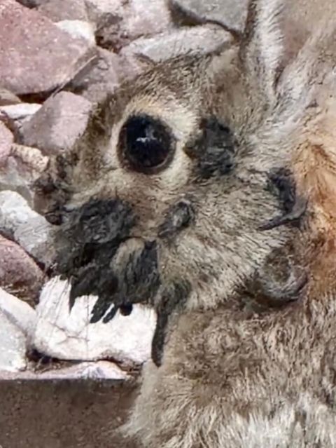Ein Kaninchen hat um die Schnauze und im Kopbereich schwarze Stellen, die wie Tentakeln aussehen.