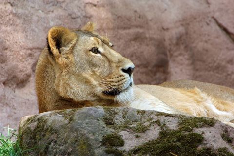 Asiatische Löwin im Tiergarten Nürnberg