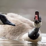 Lustige Tierfotos: Diese Tiere machen gute Laune