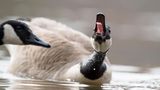Lustige Tierfotos: Diese Tiere machen gute Laune
