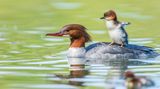 Lustige Tierfotos: Babygans auf dem Rücken der Mutter