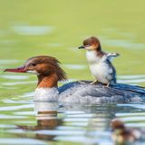 Lustige Tierfotos: Babygans auf dem Rücken der Mutter