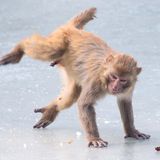 Lustige Tierfotos: Affe auf dem Eis