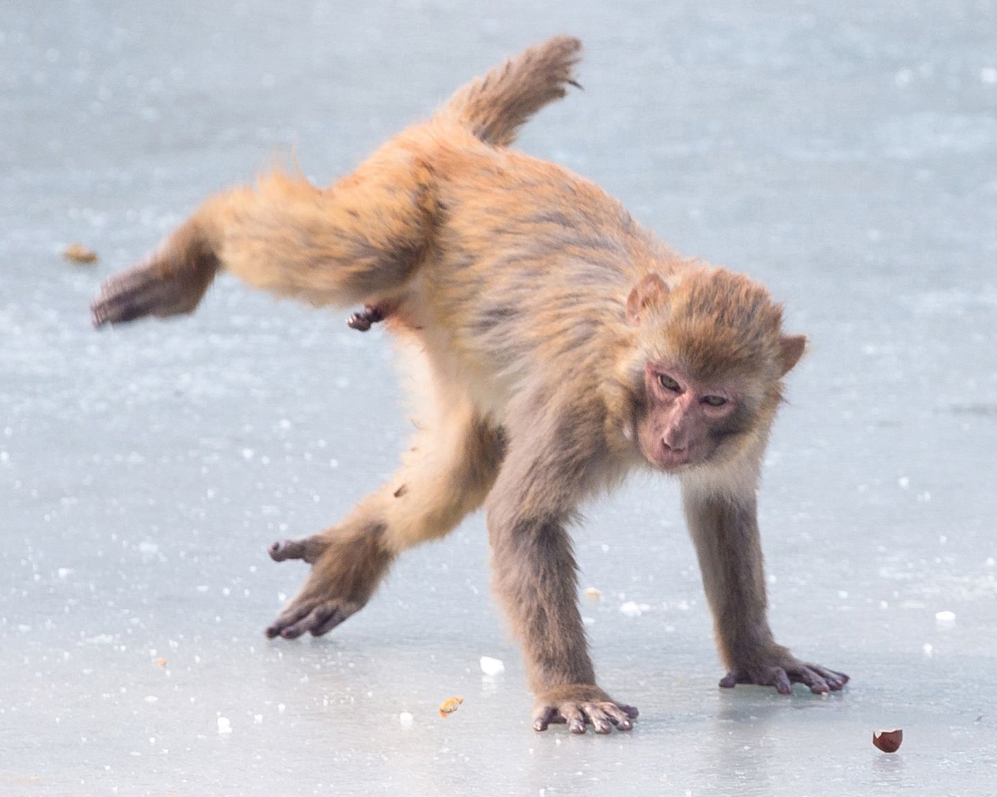 Lustige Tierfotos: Affe auf dem Eis