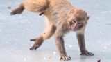 Lustige Tierfotos: Affe auf dem Eis