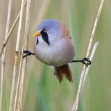 Lustige Tiere: Bartmeise übt den Spagat im Schilf