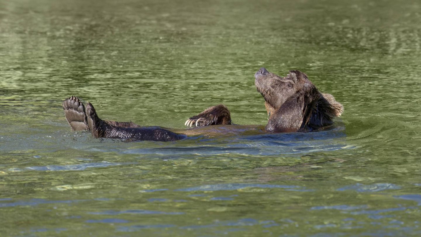 Lustige Tiere: Schwimmender Grizzlybär