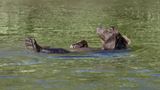 Lustige Tiere: Schwimmender Grizzlybär
