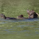 Lustige Tiere: Schwimmender Grizzlybär
