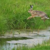 Lustige Tierfotos: Hase im Sprung
