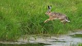 Lustige Tierfotos: Hase im Sprung