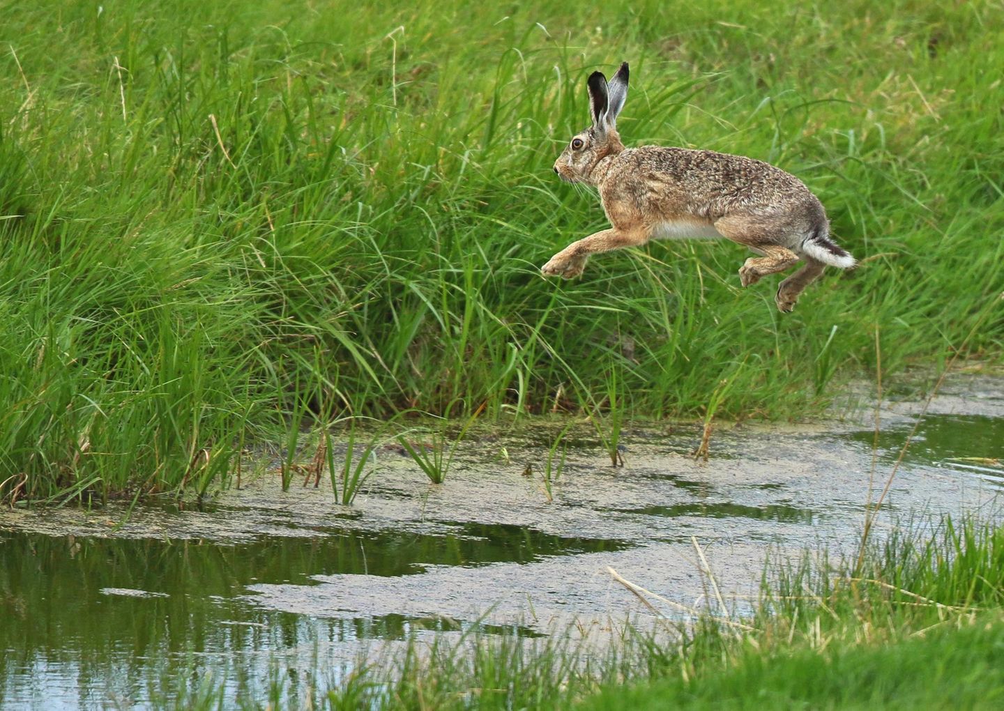 Lustige Tierfotos: Hase im Sprung