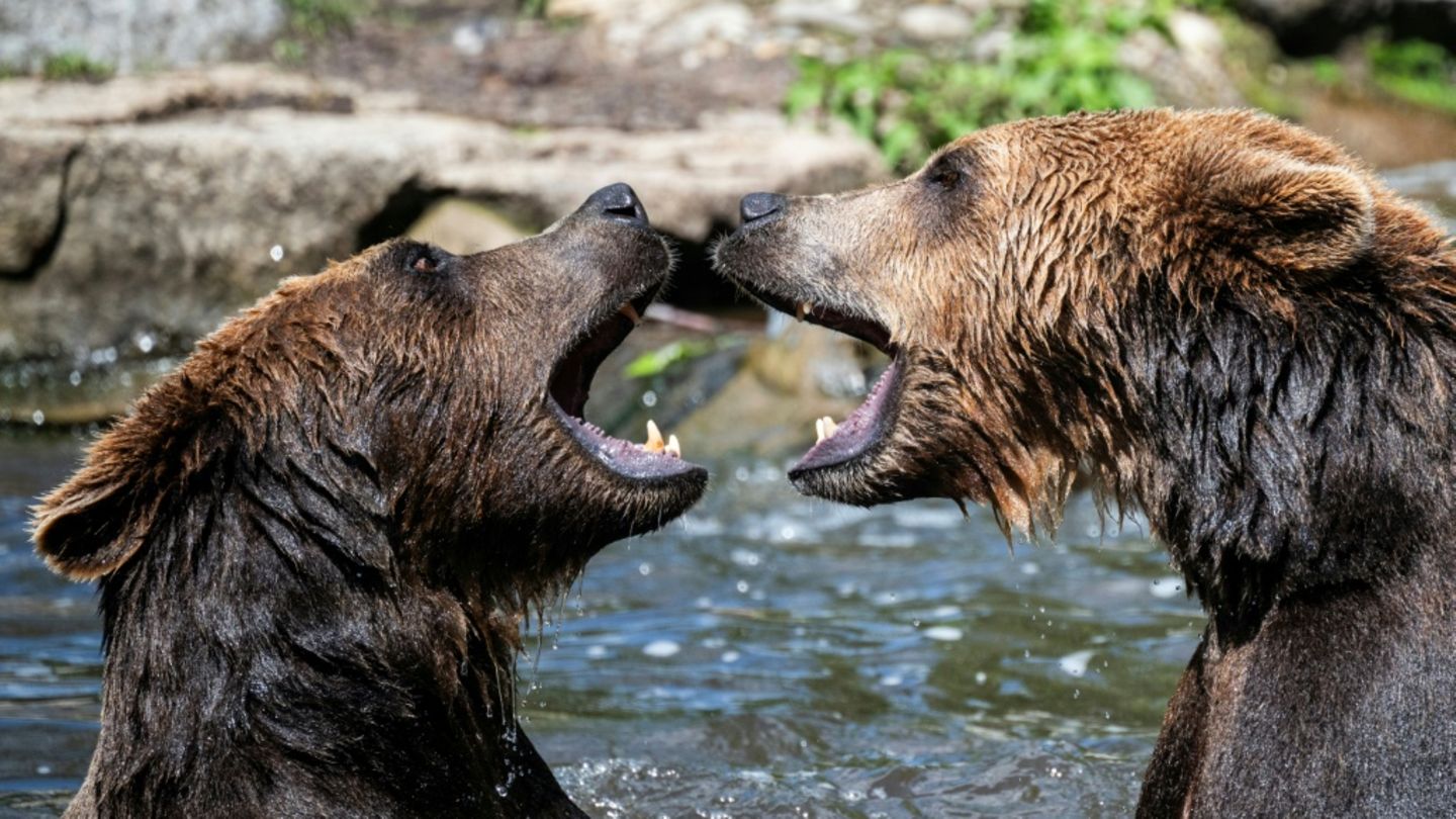 Braunbären im Berliner Zoo