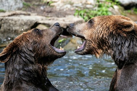 Braunbären im Berliner Zoo