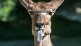 Lustige Tiere: Antilope streckt die Zunge heraus