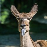 Lustige Tiere: Antilope streckt die Zunge heraus