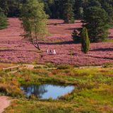 Heideschleife Buesenbachtal