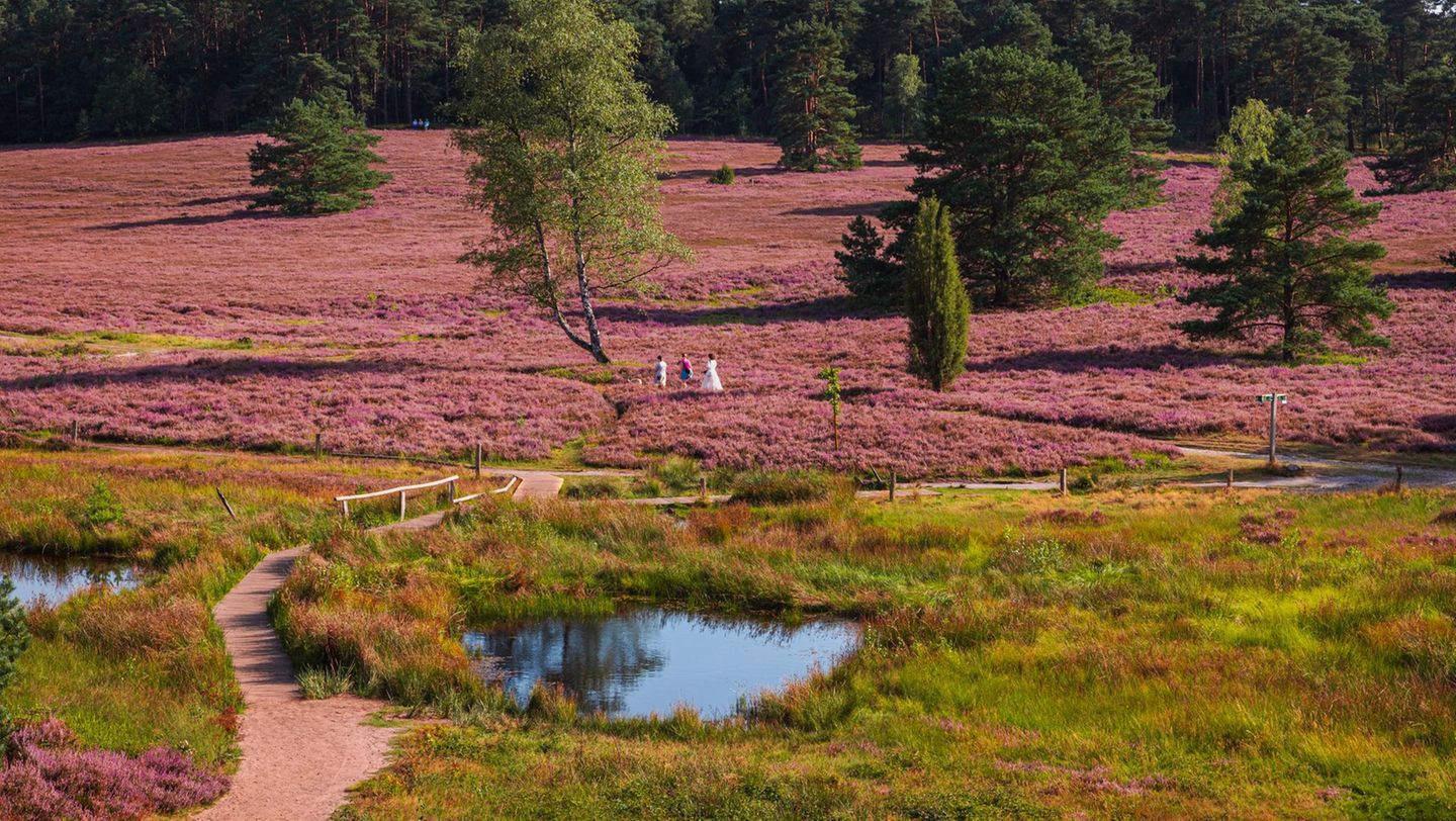 Heideschleife Buesenbachtal