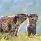 "Nein, Tante Erna, ich möchte wirklich keinen Kuss von dir" – das kleine Alpenmurmeltier fleht wahrscheinlich eher nicht um Gnade vor Verwandten-Aufdringlichkeit, lustig wär's trotzdem