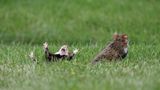 Lustige Tiere: Feldhamster