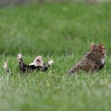 Lustige Tiere: Feldhamster