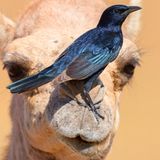 Lustige Tiere: Vogel steht auf der Nase eines Kamels