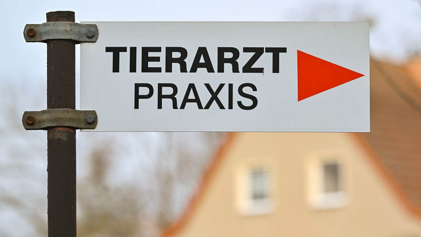 Tierqu-lerei-Unbekannte-rei-en-Katzen-ihren-Schwanz-ab