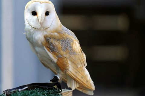 Schleiereule in einem Zoo