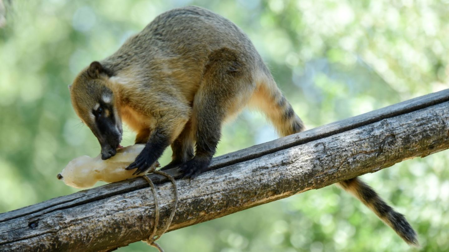 Nasenbär in einem Zoo in Italien