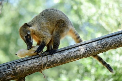 Nasenbär in einem Zoo in Italien