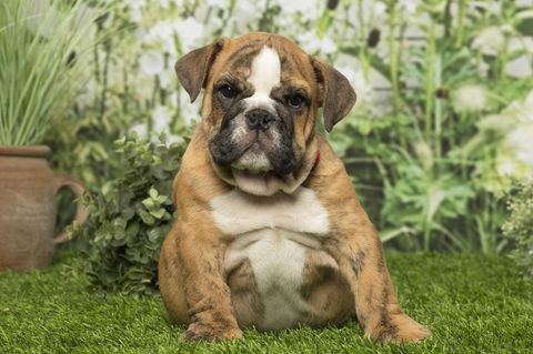 Berechnungen zufolge sind mehr als die Hälfte der Hunde und Katzen übergewichtig
