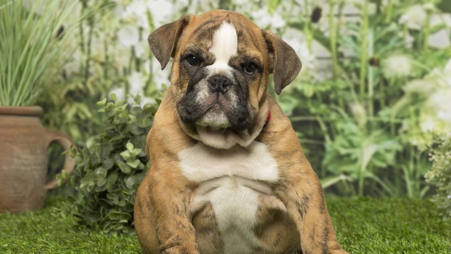Berechnungen zufolge sind mehr als die Hälfte der Hunde und Katzen übergewichtig
