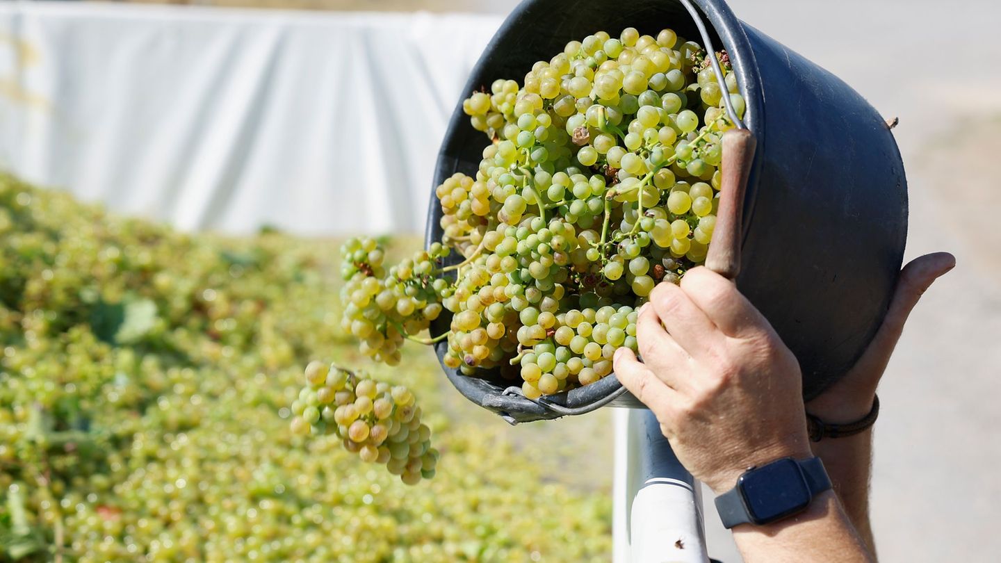 Wine harvest: faster, sweet, lively – the Federweißer season begins