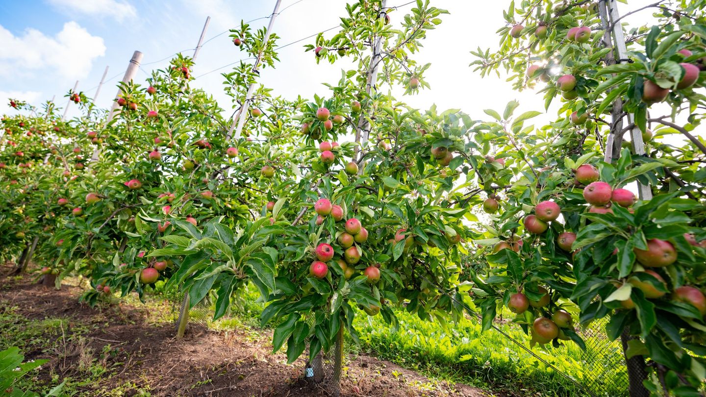 Estimation of the fruit growing companies: above average apple harvest expected