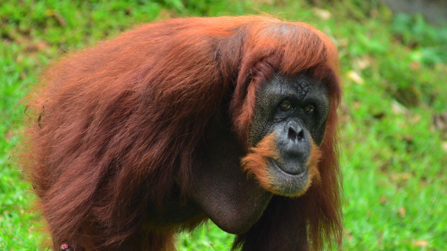 Orang-Utans in Malaysia