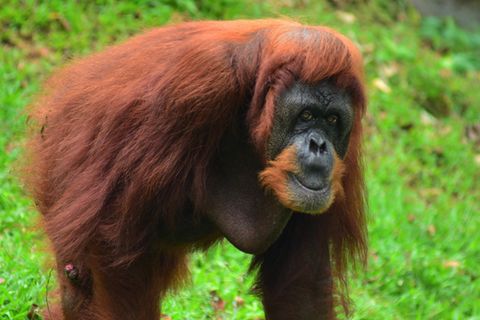 Orang-Utans in Malaysia