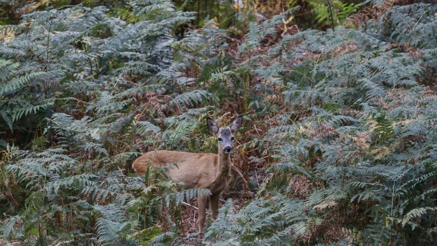 Reh in einem Wald