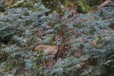 Reh in einem Wald